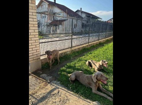 vajmarski ptičar 01.jpg